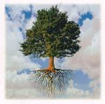 Dave Green Tree Services