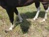 Farrier Service
